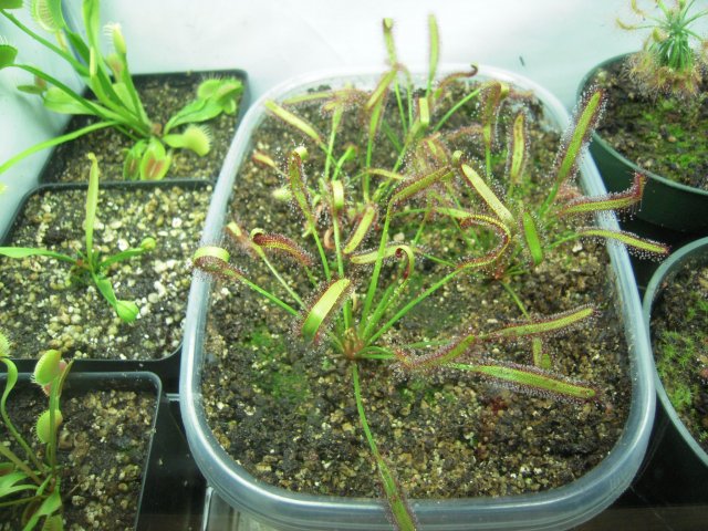 d. capensis.JPG