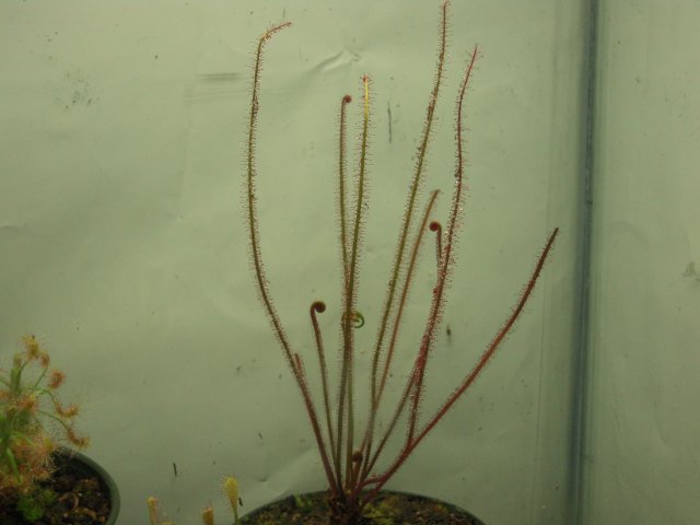 D. filliformis.JPG D. filliformis.JPG