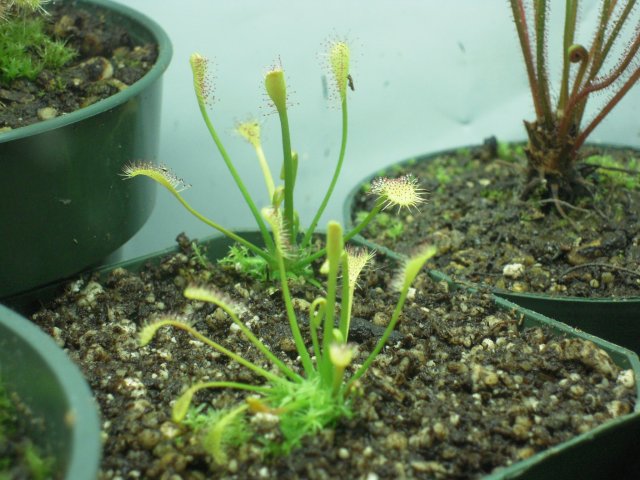 d. intermedia_cuba.JPG d. intermedia_cuba.JPG
