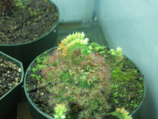 d. roseanna.JPG d. roseanna.JPG