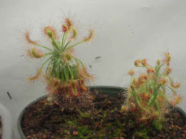 d. scorpeodes.JPG d. scorpeodes.JPG