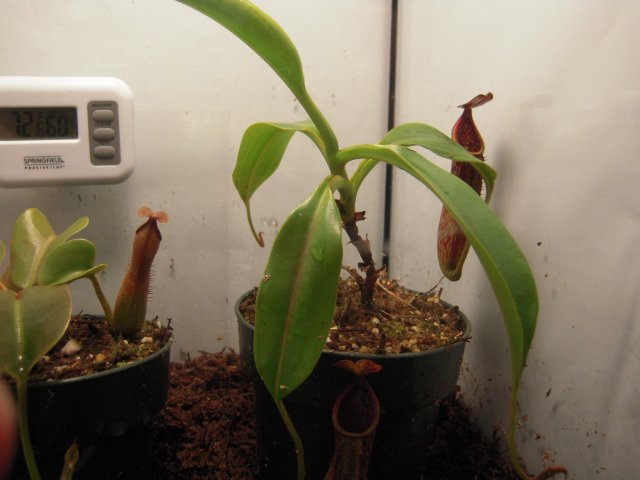 n. capensis.JPG n. capensis.JPG