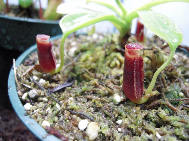 n. lowii.JPG