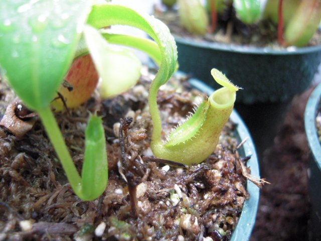 n. sanguinea.JPG n. sanguinea.JPG