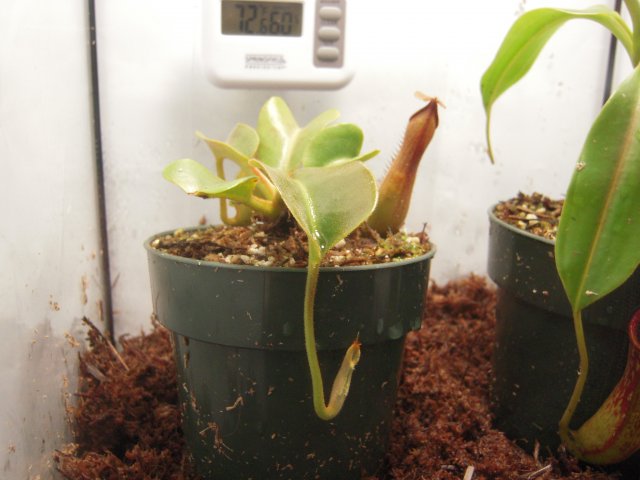 n. truncata.JPG n. truncata.JPG