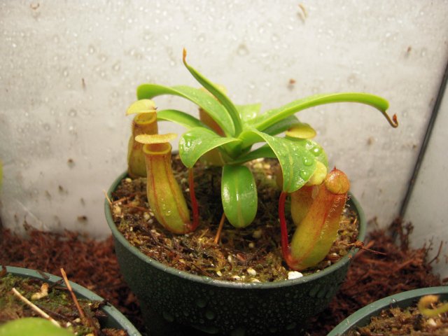 n. ventricosa.JPG n. ventricosa.JPG
