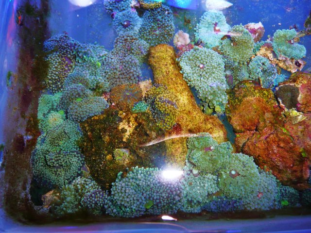 New Money FOr Reef 411 Upgrade 011.JPG