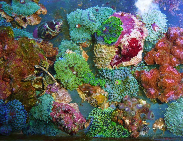 New Money FOr Reef 411 Upgrade 013.JPG