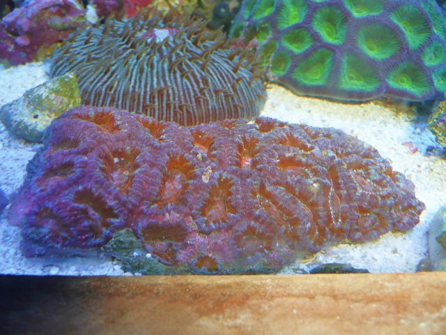 New Money FOr Reef 411 Upgrade 007.JPG