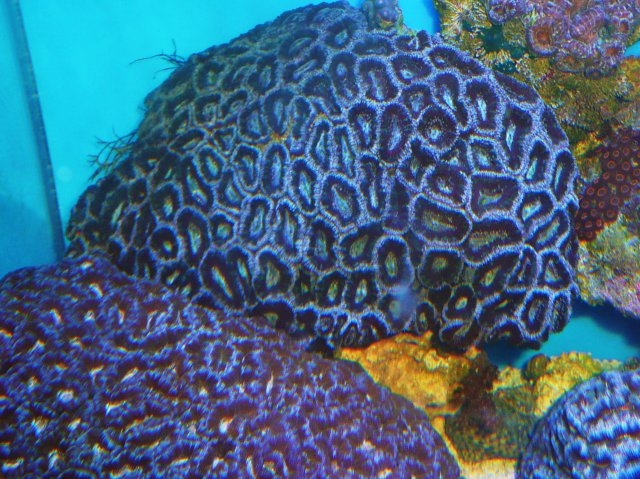 New Money FOr Reef 411 Upgrade 009.JPG