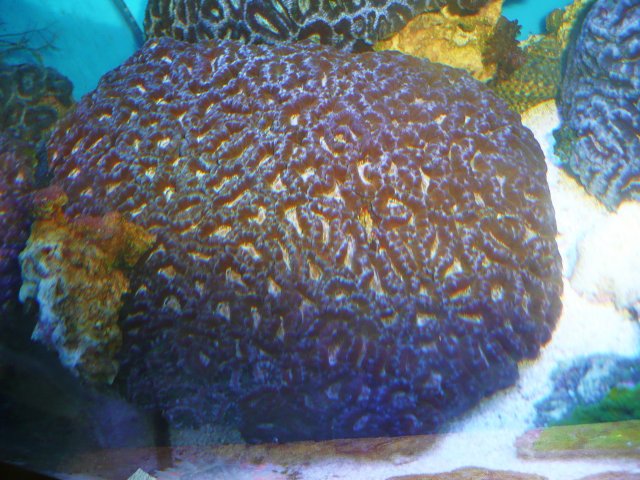 New Money FOr Reef 411 Upgrade 010.JPG