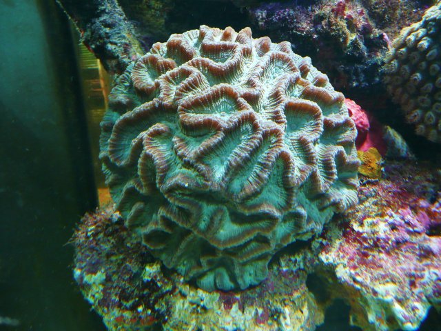 New Money FOr Reef 411 Upgrade 017.JPG