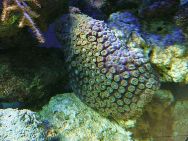 New Money FOr Reef 411 Upgrade 020.JPG