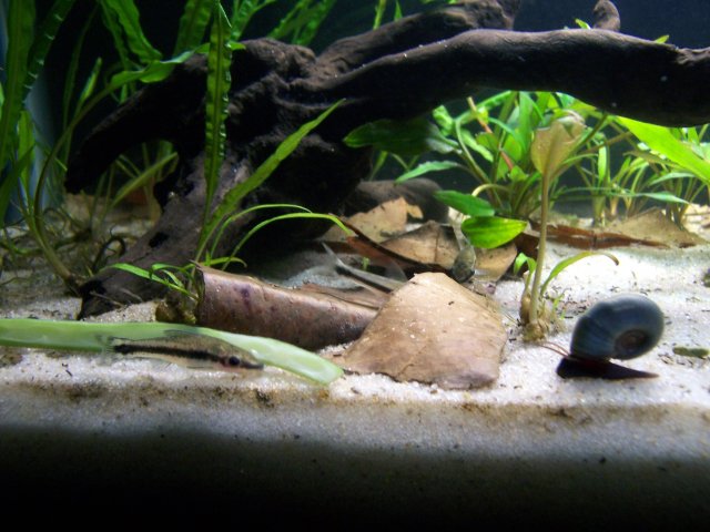snail-with-otos.jpg