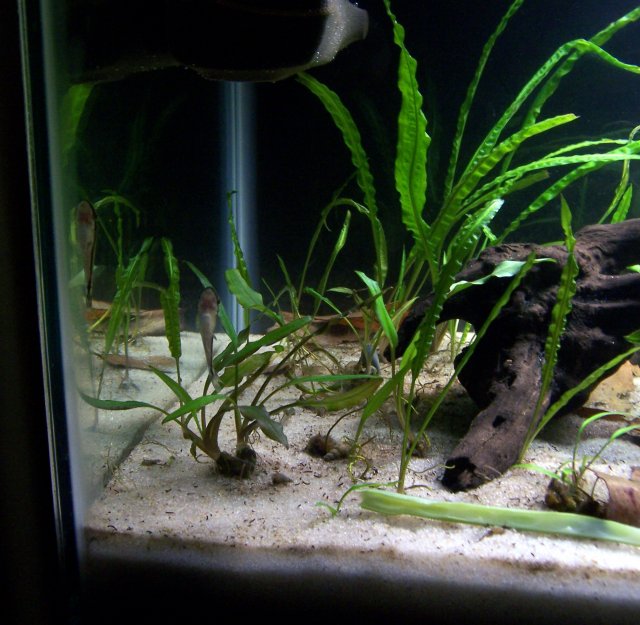 otos-with-snails.jpg