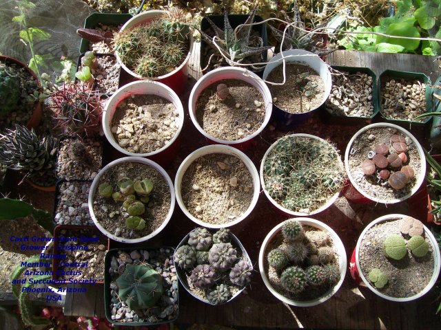 Cacti Grown from Seed 001.jpg