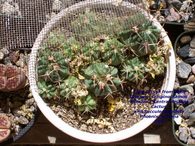 Cacti Grown from Seed 004.jpg