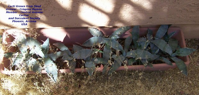 Cacti Grown from Seed 005.jpg