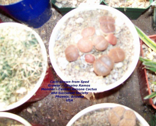 Cacti Grown from Seed 007.jpg