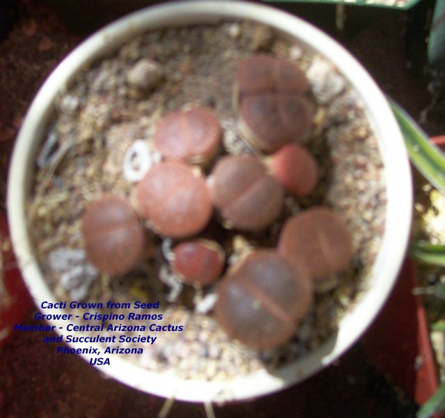 Cacti Grown from Seed 008.jpg