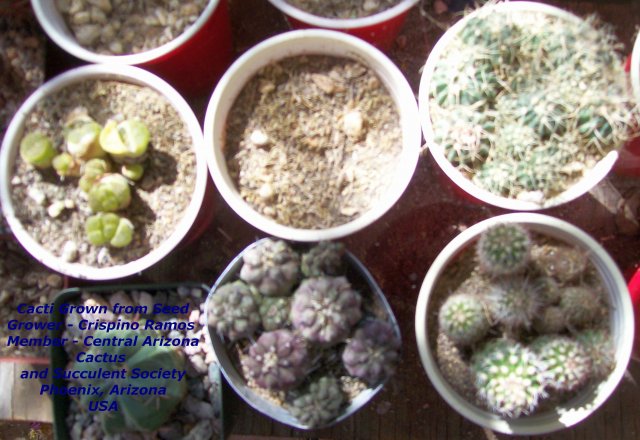 Cacti Grown from Seed 010.jpg