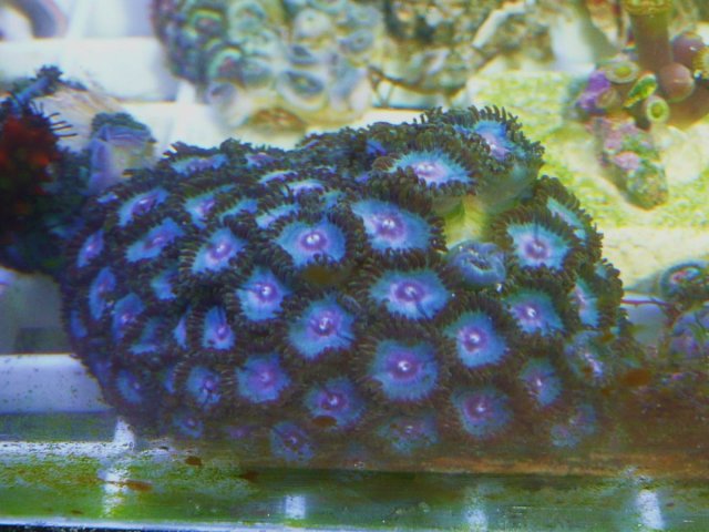Zoas 001.JPG