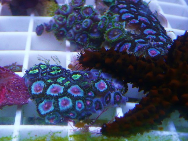 Zoas 002.JPG