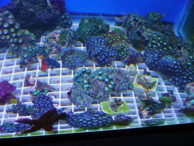 Zoas 003.JPG