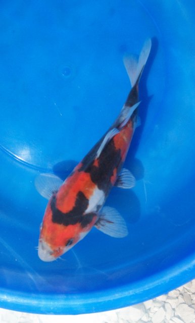 Ky_Koi 49538822.jpg