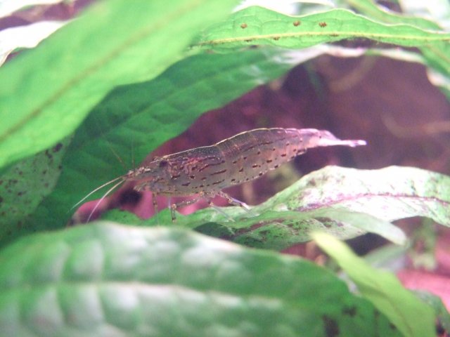 surprise a tiny snail
