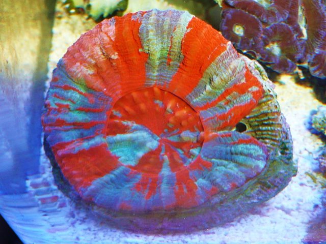 Rare Coral 004.JPG