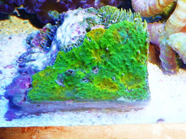 Rare Coral 005.JPG