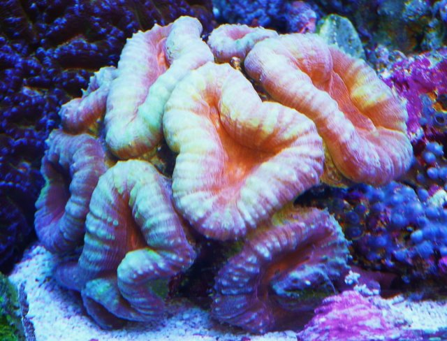 Rare Coral 006.JPG