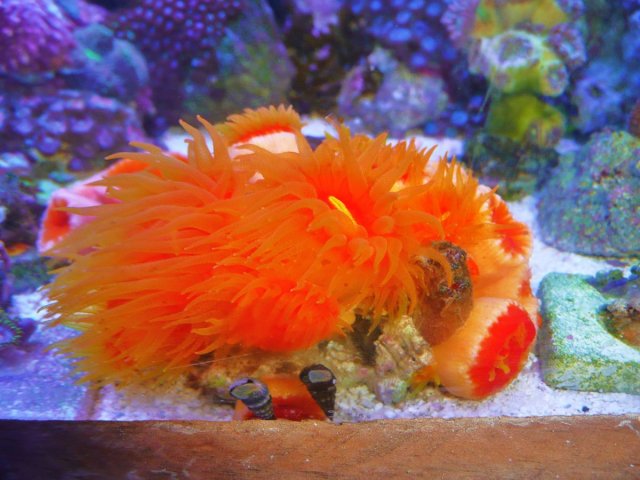 Rare Coral 007.JPG