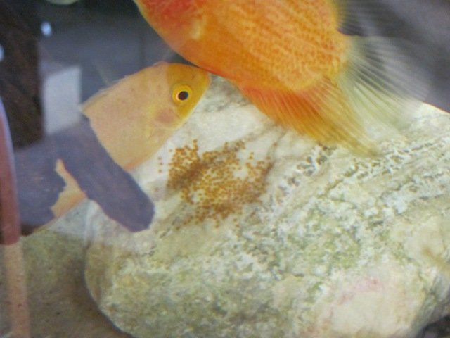 sev spawn 2.JPG sev spawn 2.JPG