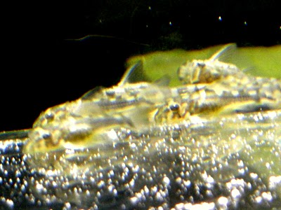 DSCN5871.JPG