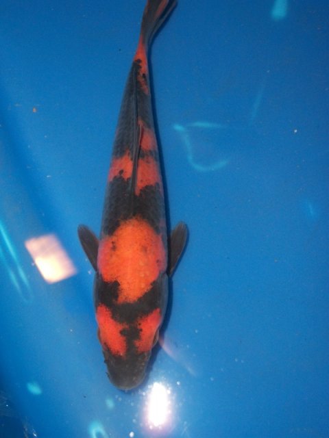 Ky_Koi 49537994.jpg