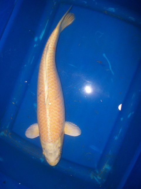 FISH 056.jpg
