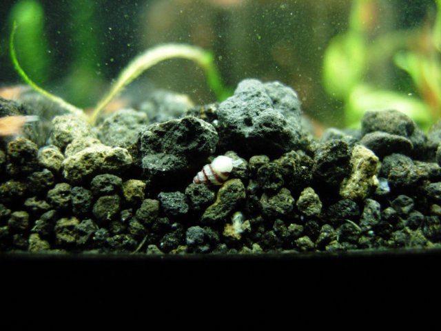 Assassin Snail  - Baby 4 Months 01.JPG