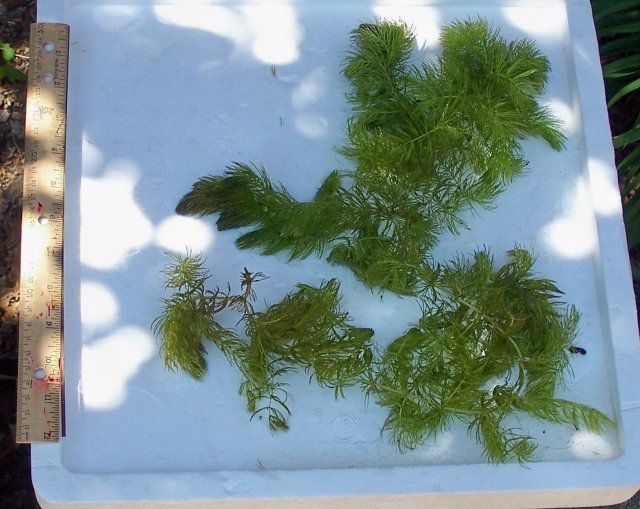 hornwort.jpg hornwort.jpg