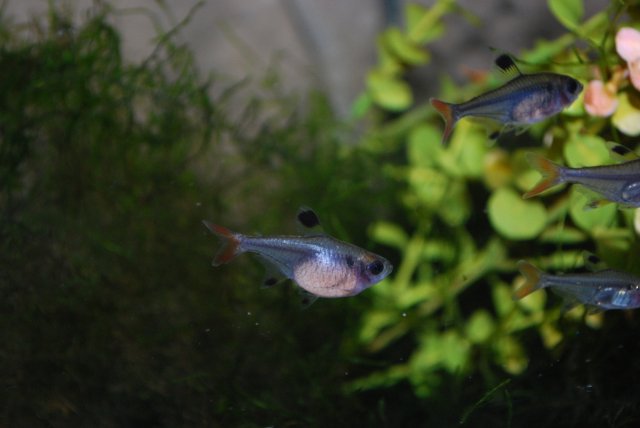 DSC_0196.JPG