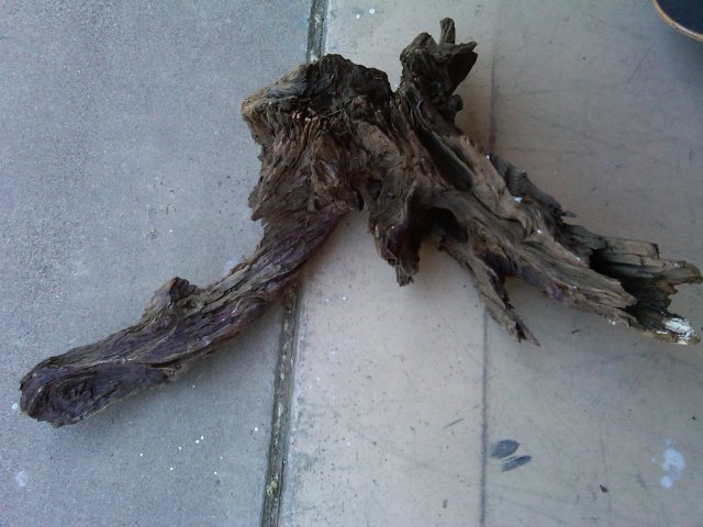 Driftwood.JPG