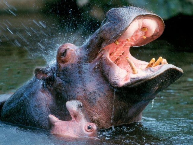 hippo2.jpg