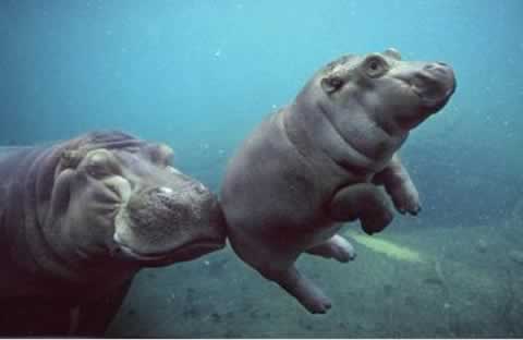 baby-hippo.jpg