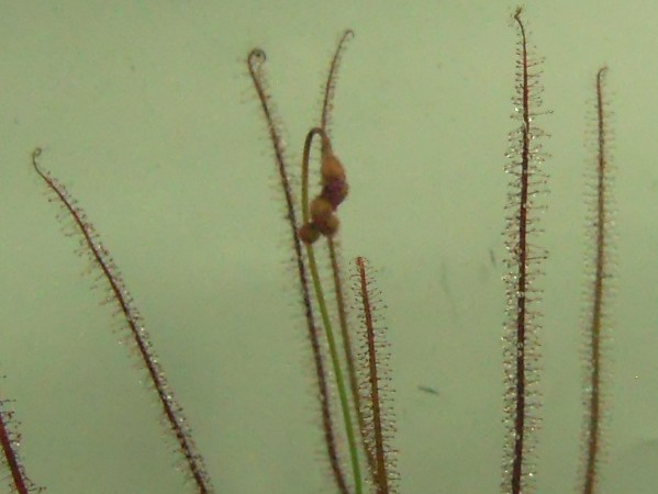 d. filliformis_flower.JPG d. filliformis_flower.JPG