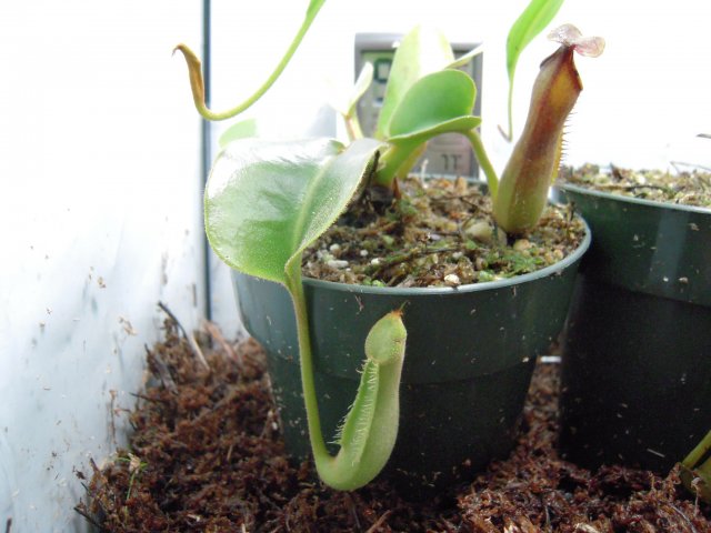 n. truncata.JPG n. truncata.JPG