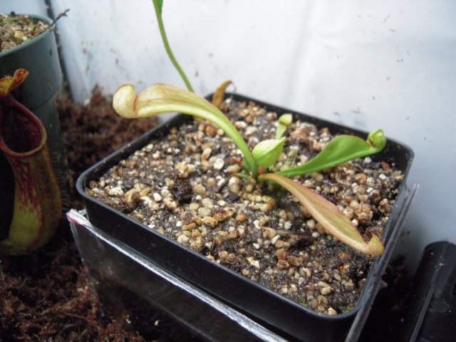 sar. psittacinia.JPG sar. psittacinia.JPG