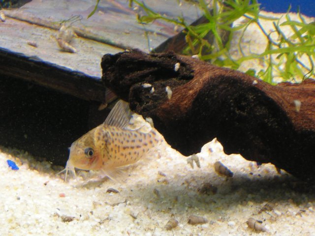 DSCN5950.JPG