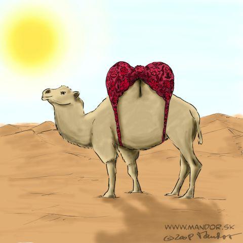 camel_140705.jpg