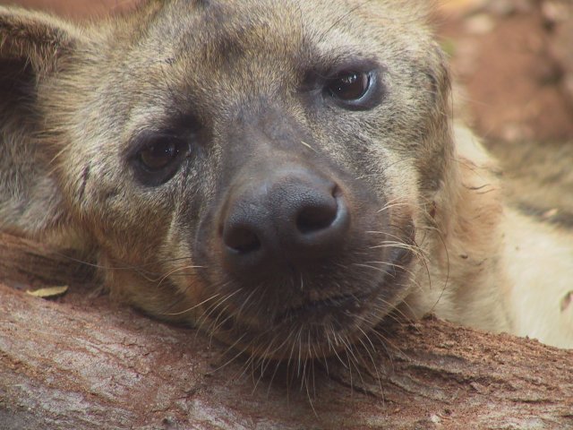 hyena.jpg
